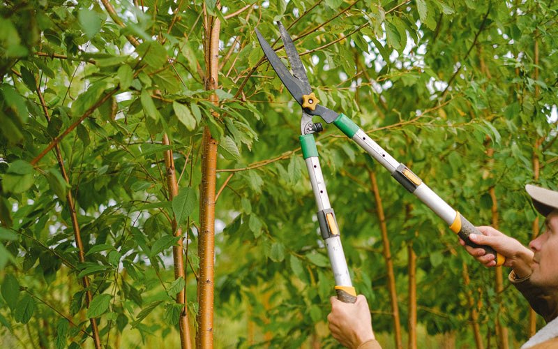 Tree trimming in Santa Paula, CA